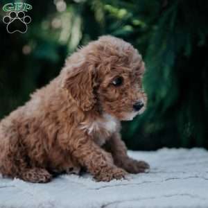 Lily, Mini Goldendoodle Puppy