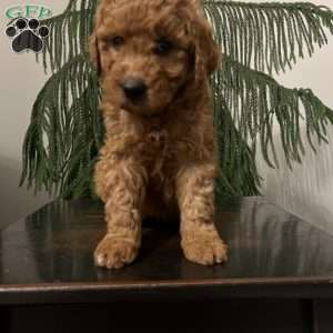 Sasha, Mini Goldendoodle Puppy
