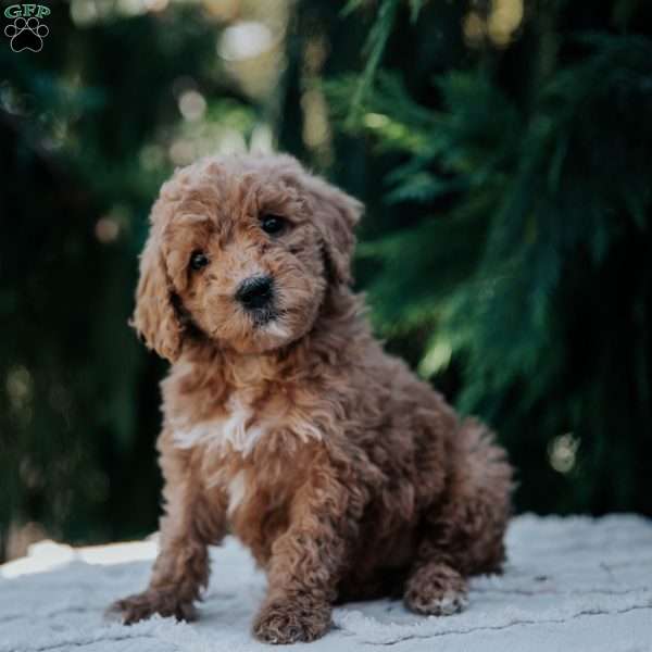 Lily, Mini Goldendoodle Puppy