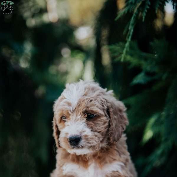 Lisa, Mini Goldendoodle Puppy