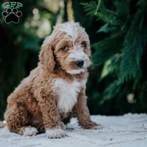 Lisa, Mini Goldendoodle Puppy