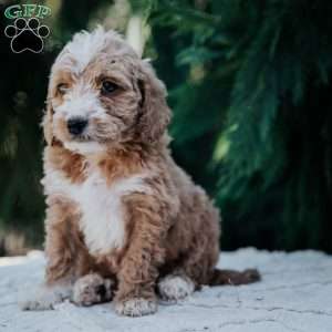 Lisa, Mini Goldendoodle Puppy
