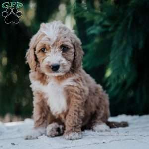 Lisa, Mini Goldendoodle Puppy