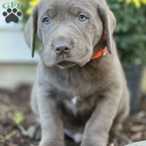 Syrus, Silver Labrador Retriever Puppy