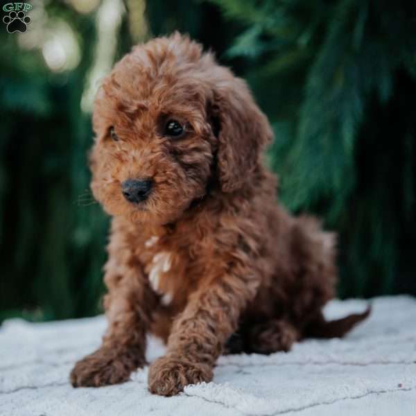 Larry, Mini Goldendoodle Puppy