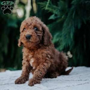 Larry, Mini Goldendoodle Puppy