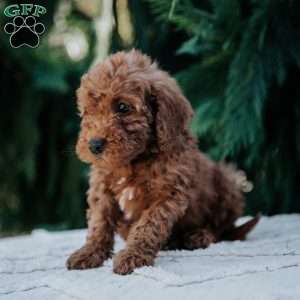 Larry, Mini Goldendoodle Puppy