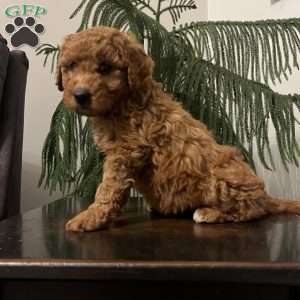 Sasha, Mini Goldendoodle Puppy