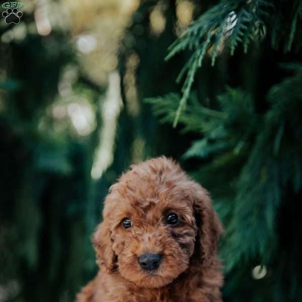 Larry, Mini Goldendoodle Puppy