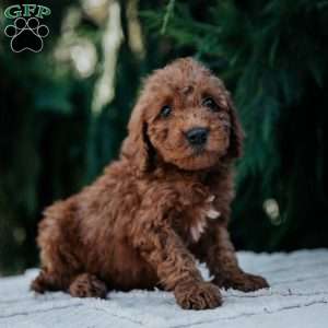 Larry, Mini Goldendoodle Puppy