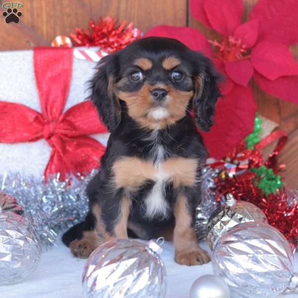 Ebony, Cavalier King Charles Spaniel Puppy