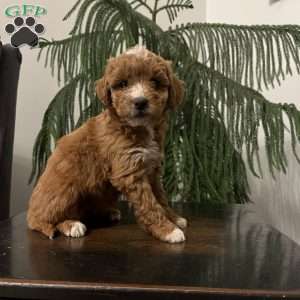Sally, Mini Goldendoodle Puppy