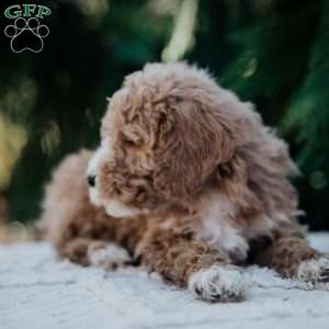 Laura, Mini Goldendoodle Puppy