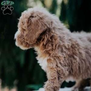 Laura, Mini Goldendoodle Puppy