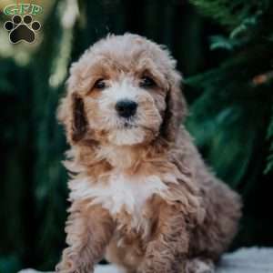 Laura, Mini Goldendoodle Puppy