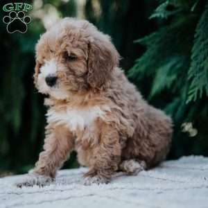 Laura, Mini Goldendoodle Puppy