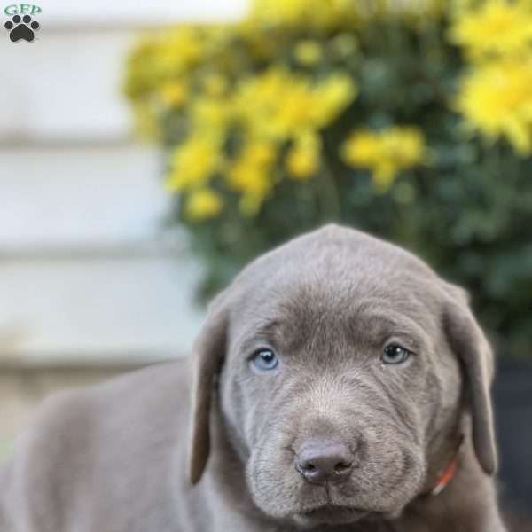 Syrus, Silver Labrador Retriever Puppy