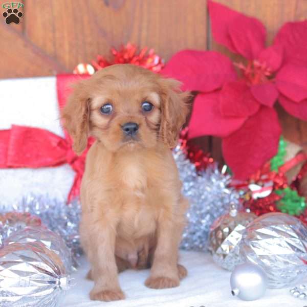 Echo, Cavalier King Charles Spaniel Puppy