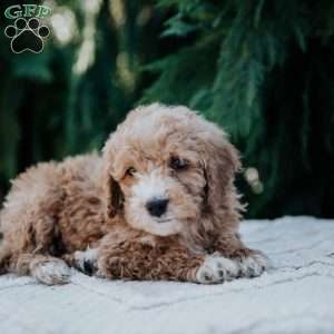 Laura, Mini Goldendoodle Puppy