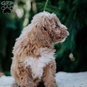 Leah, Mini Goldendoodle Puppy