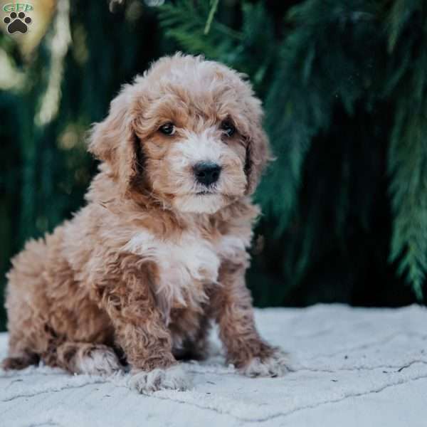 Laura, Mini Goldendoodle Puppy