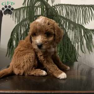 Sally, Mini Goldendoodle Puppy