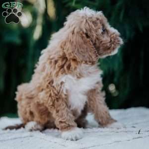 Leah, Mini Goldendoodle Puppy