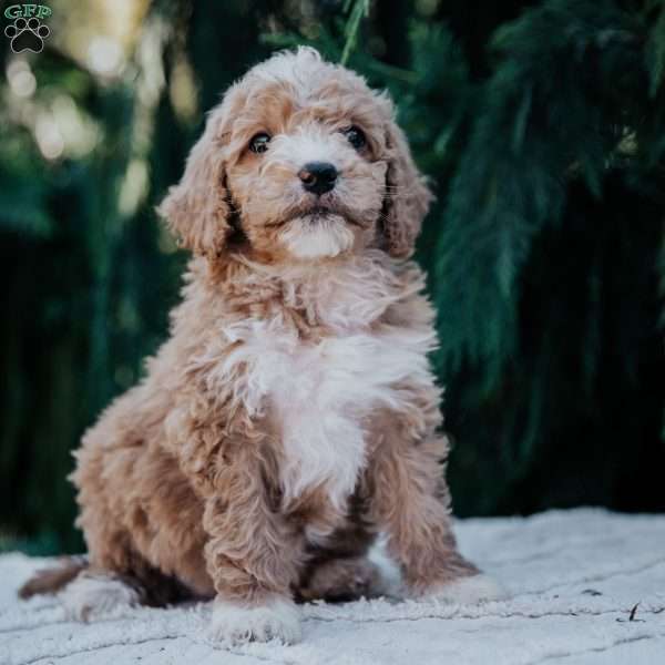Leah, Mini Goldendoodle Puppy