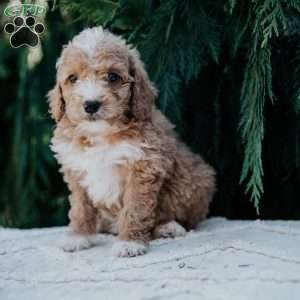 Leah, Mini Goldendoodle Puppy