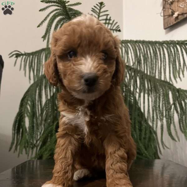 Sally, Mini Goldendoodle Puppy