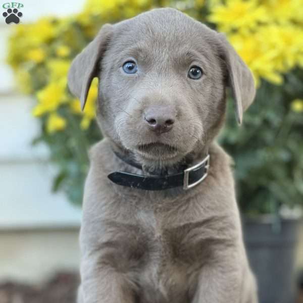Samuel, Silver Labrador Retriever Puppy