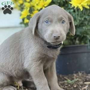 Samuel, Silver Labrador Retriever Puppy
