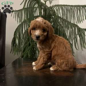 Sally, Mini Goldendoodle Puppy