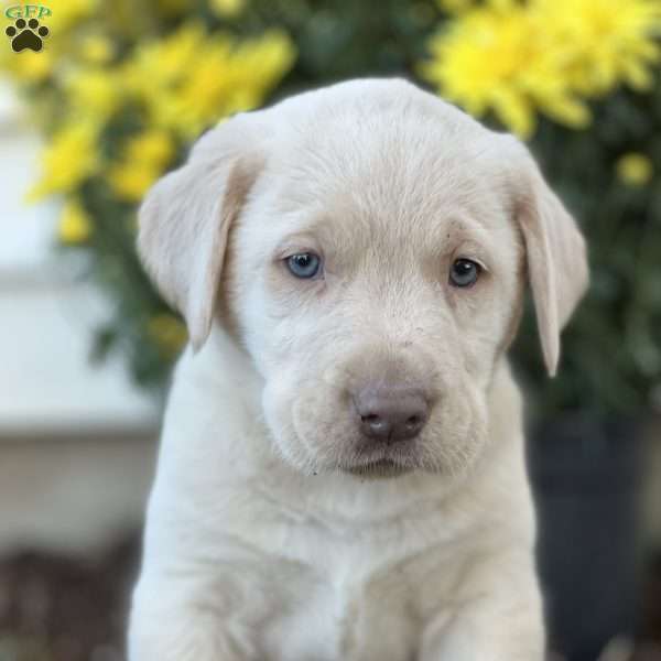 Shaun, Silver Labrador Retriever Puppy