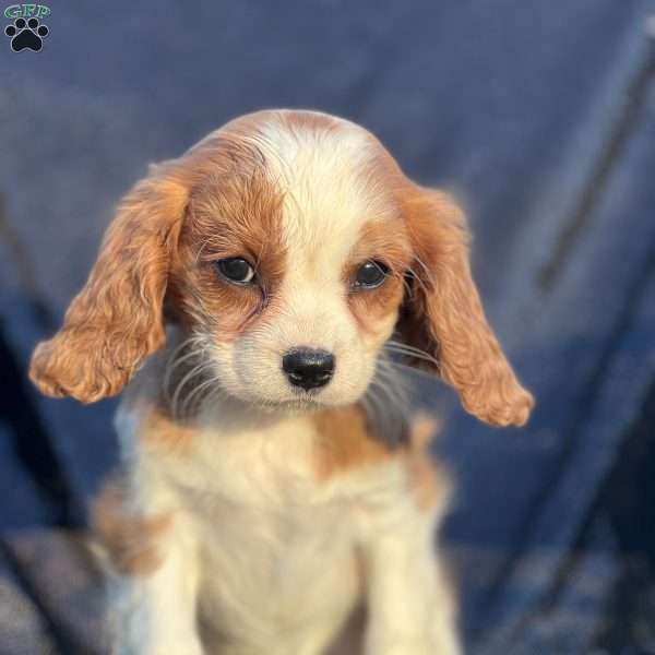 Ruby, Cavalier King Charles Spaniel Puppy