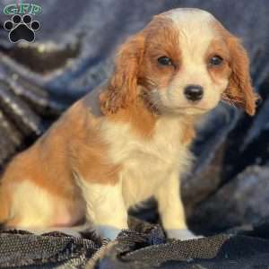 Ruby, Cavalier King Charles Spaniel Puppy