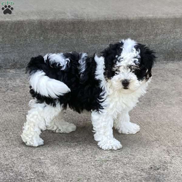 Spirit, Mini Bernedoodle Puppy