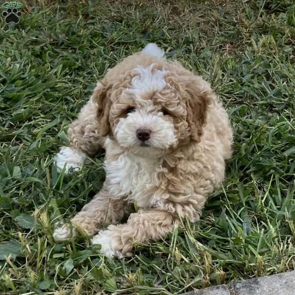 Goldie, Mini Bernedoodle Puppy