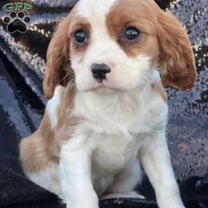 Rebeca, Cavalier King Charles Spaniel Puppy