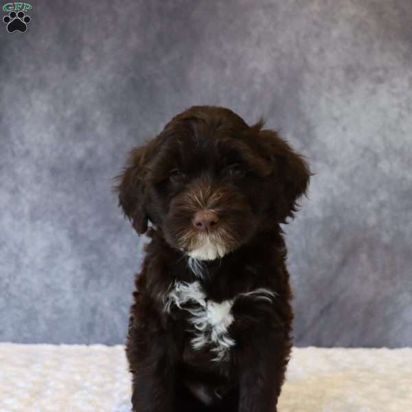 Travis, Portuguese Water Dog Puppy