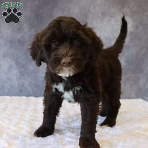 Travis, Portuguese Water Dog Puppy