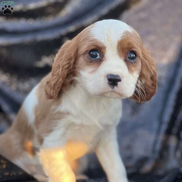 Rebeca, Cavalier King Charles Spaniel Puppy
