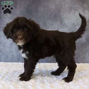 Travis, Portuguese Water Dog Puppy