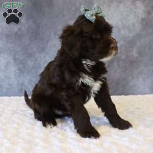 Travis, Portuguese Water Dog Puppy