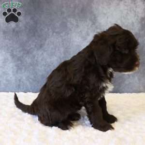 Travis, Portuguese Water Dog Puppy