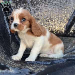 Reese, Cavalier King Charles Spaniel Puppy