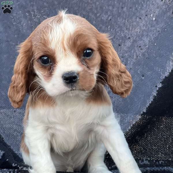 Reese, Cavalier King Charles Spaniel Puppy