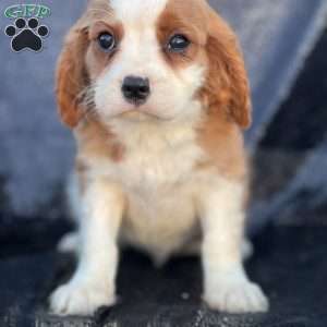 Ryan, Cavalier King Charles Spaniel Puppy