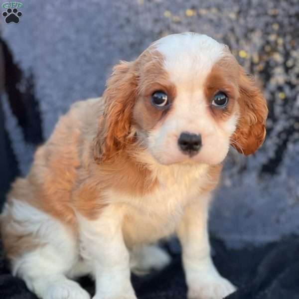 Ryan, Cavalier King Charles Spaniel Puppy