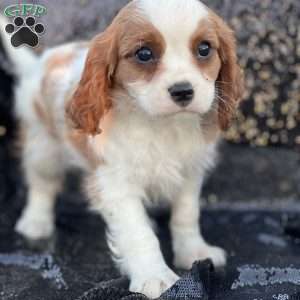 Reid, Cavalier King Charles Spaniel Puppy